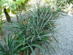 Puket Explorer  Ananas bei Thalang (TH).